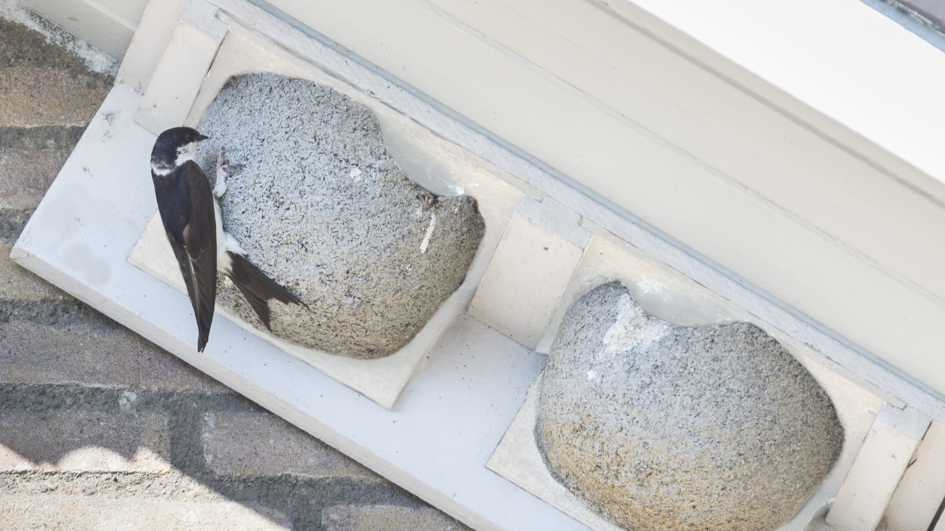 Vechtdal Wonen ontvangt ontheffing Wet natuurbescherming